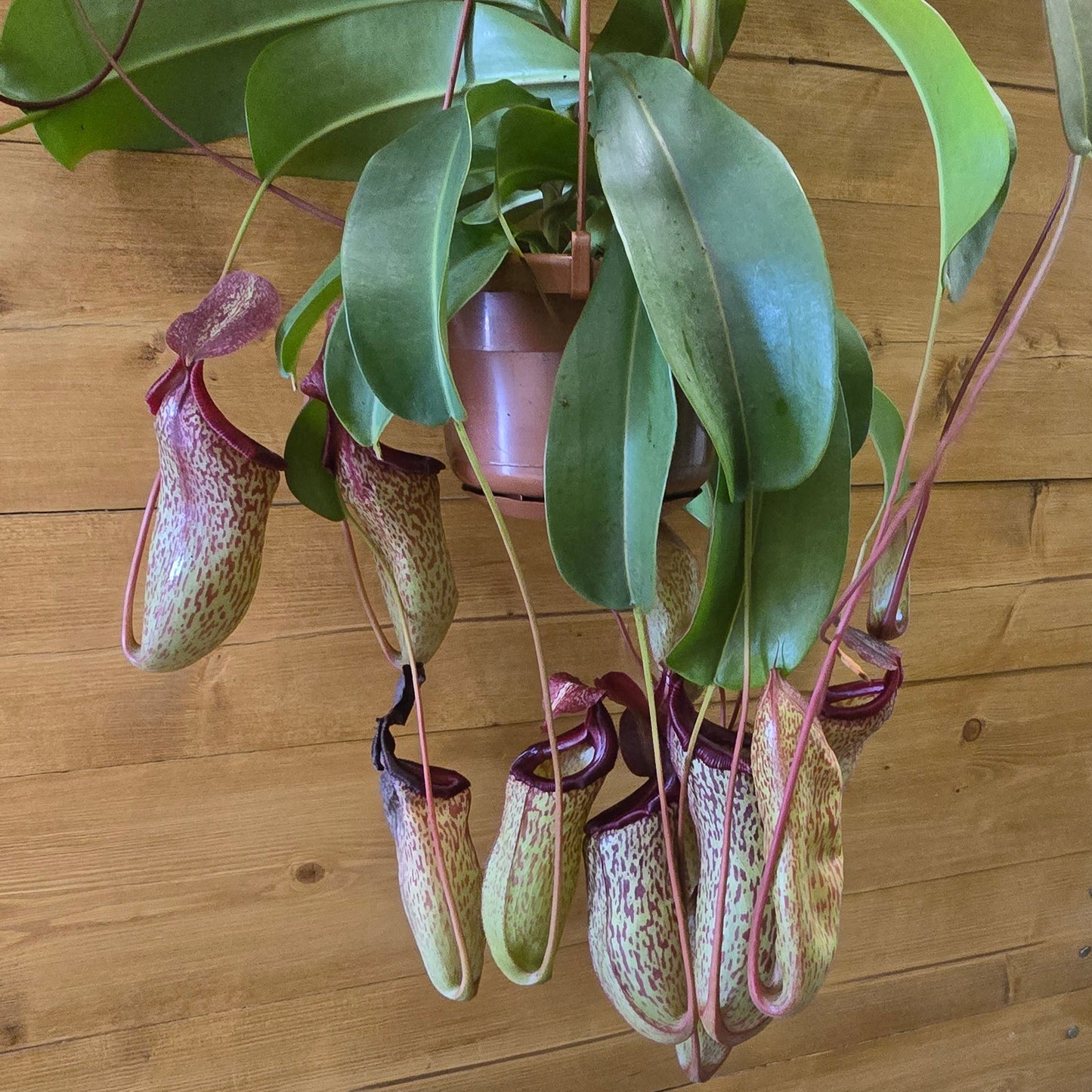 Hanging Monkey Jar - Pitcher Plant