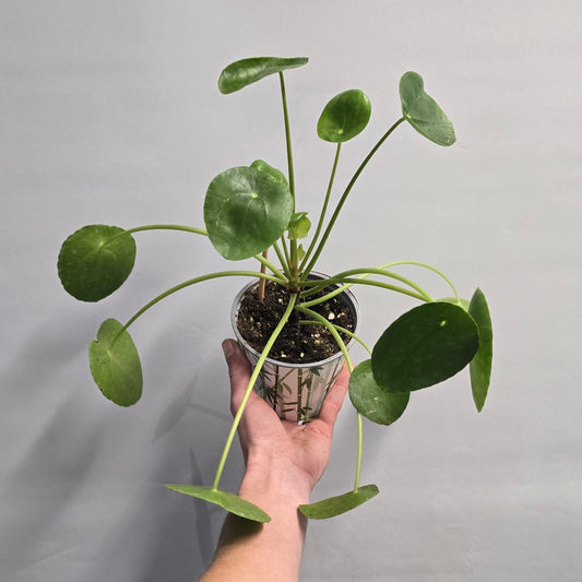 chinese money plant