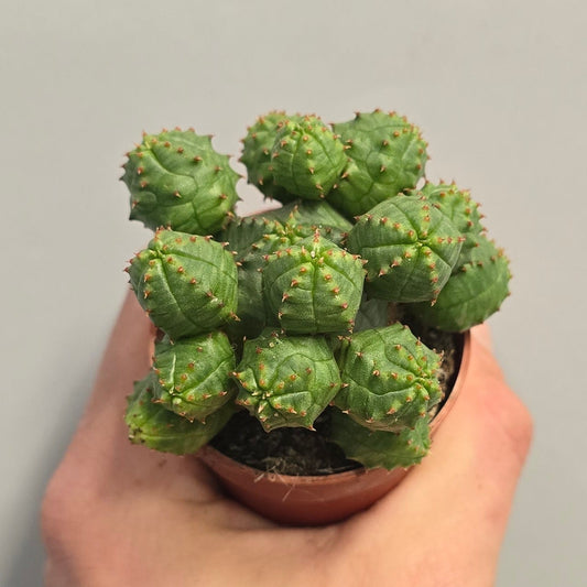 Mini - Euphorbia Rice