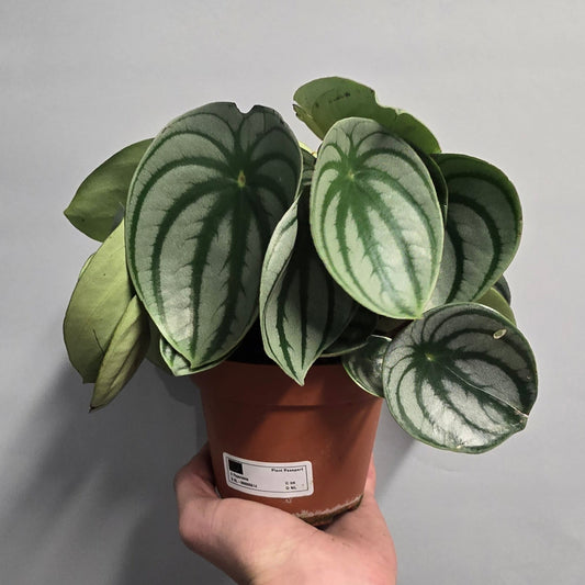 Peperomia Argyreia Watermelon - Rescue