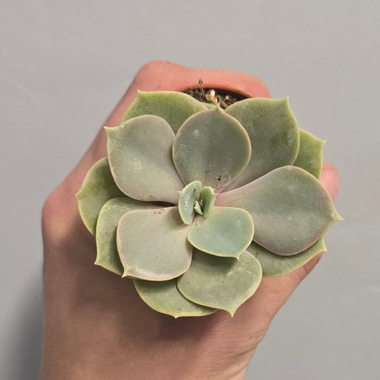 Mini - Echeveria Perle Von Nurnberg