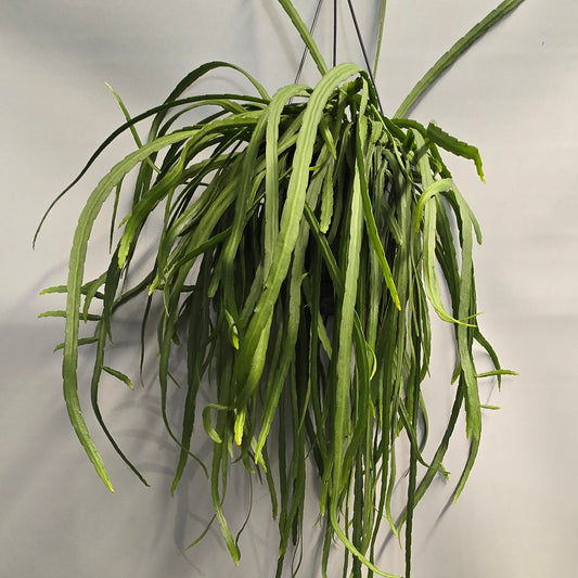 Hanging Rhipsalis - Lepismium Bolivianum