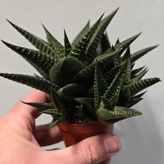 Mini Aleo Vera - Haworthia