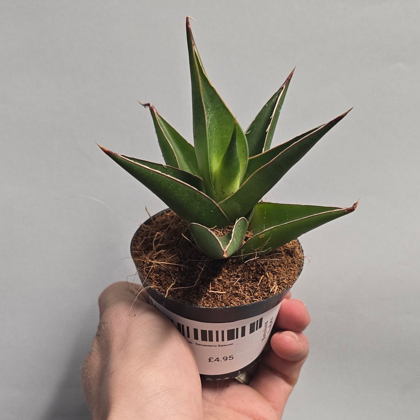 Mini - Sansevieria Samurai