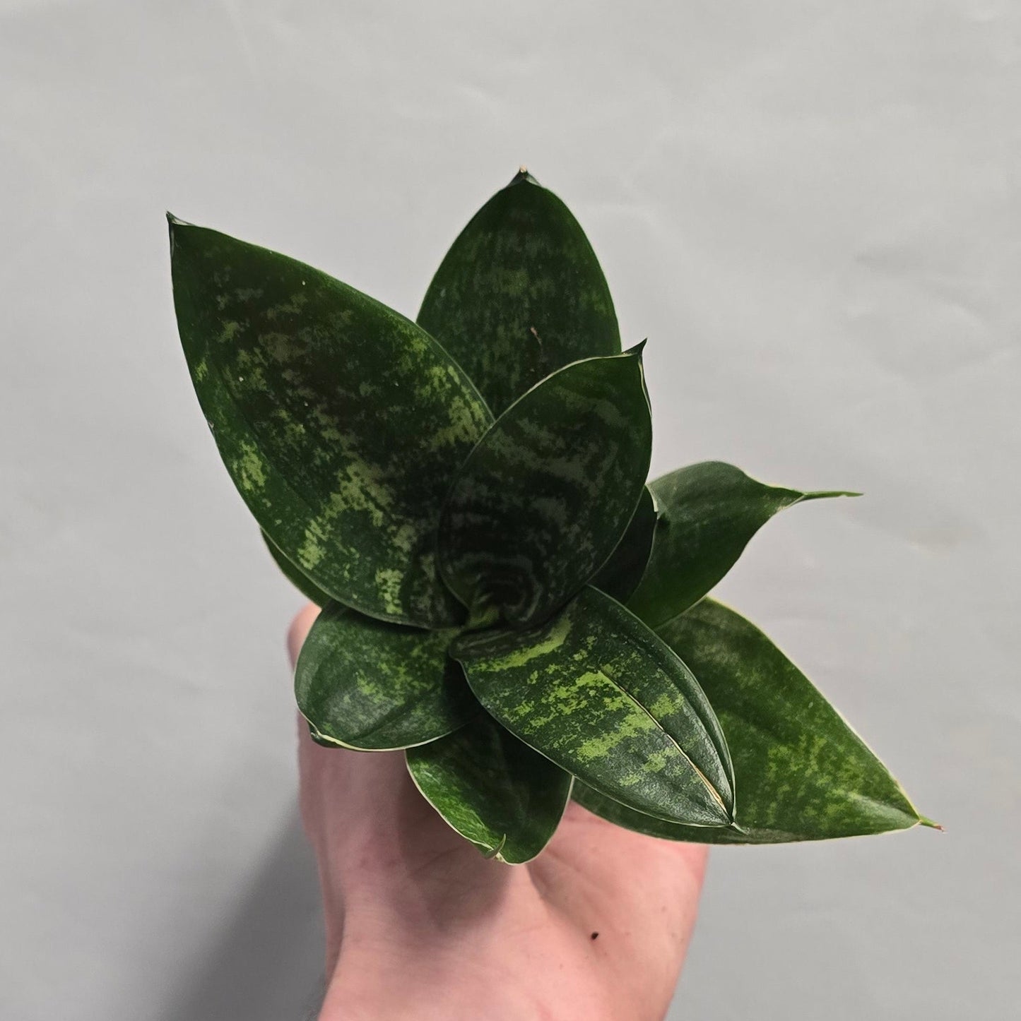 Mini - Sansevieria Hahnii Mix