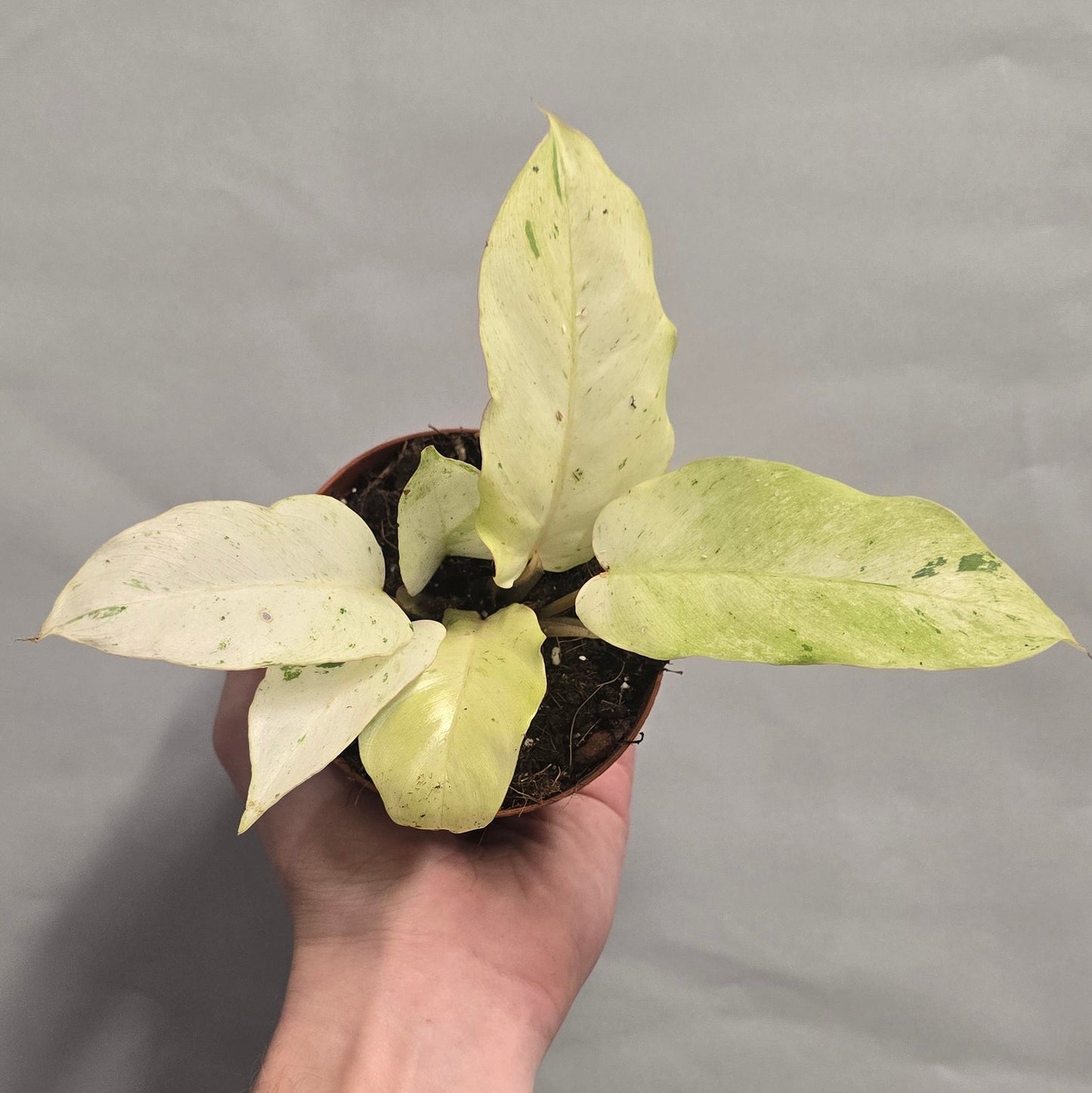 Philodendron Snowdrift