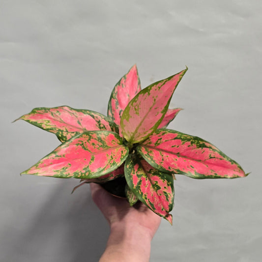 Pink Aglaonema Mix