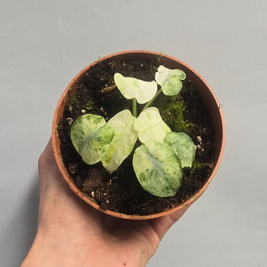 Alocasia Ninja Tricolor