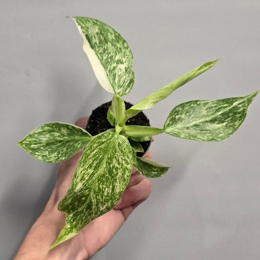Mini - Philodendron Jose Buono