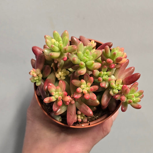 Sedum - Pink Jelly Bean