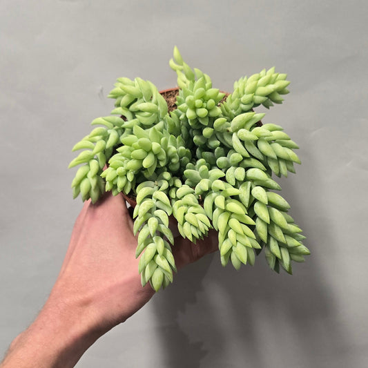 Sedum Burrito - Donkeys Tail