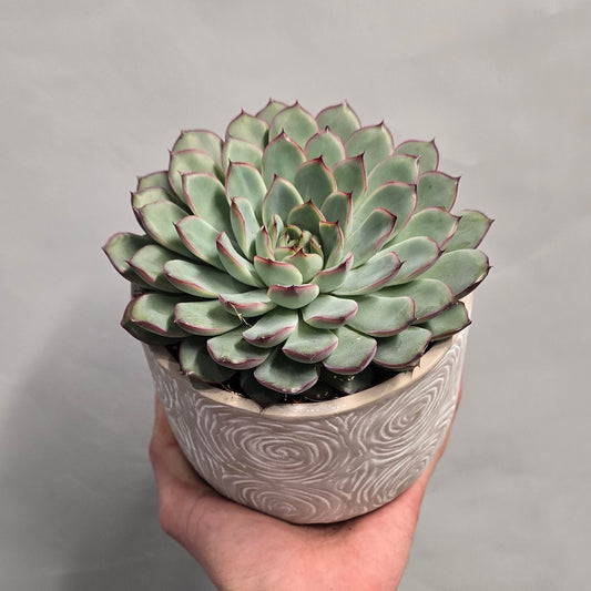 Echeveria & Pot - Mixed