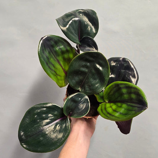 Geogenanthus Ciliatus - Midnight Pearl