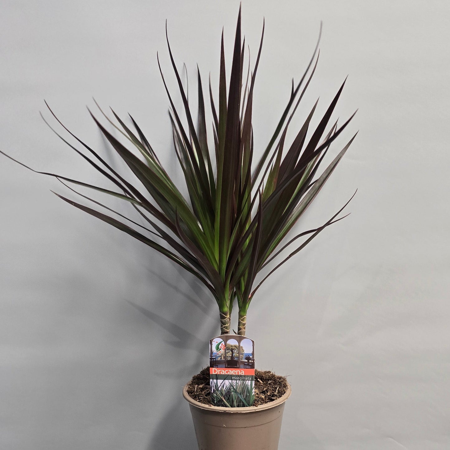 Dracena Mix