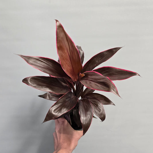 Cordyline Fruticosa Mambo Deco