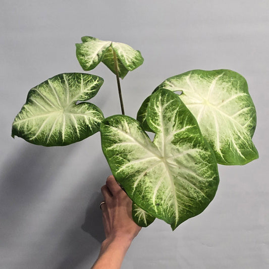 Caladium - White Delight