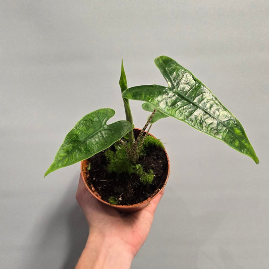 Alocasia Reticulata
