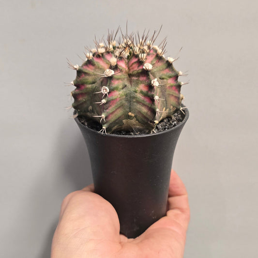 Purple/Pink Gymnocalycum Mihanovichii Variegated
