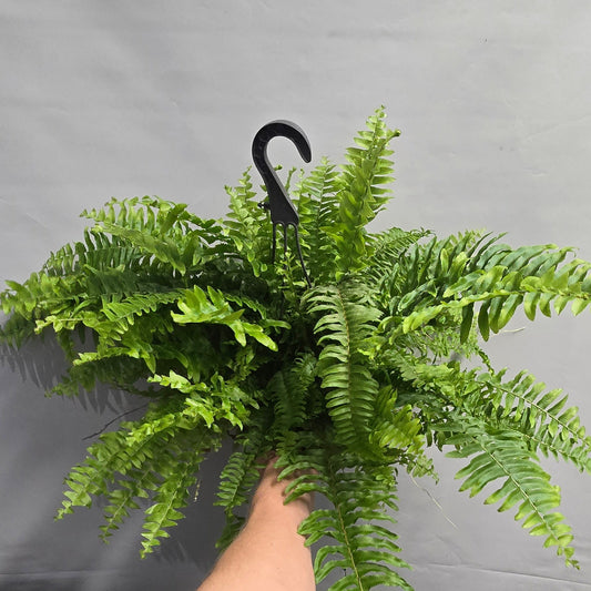 Hanging - Boston Fern Green Lady
