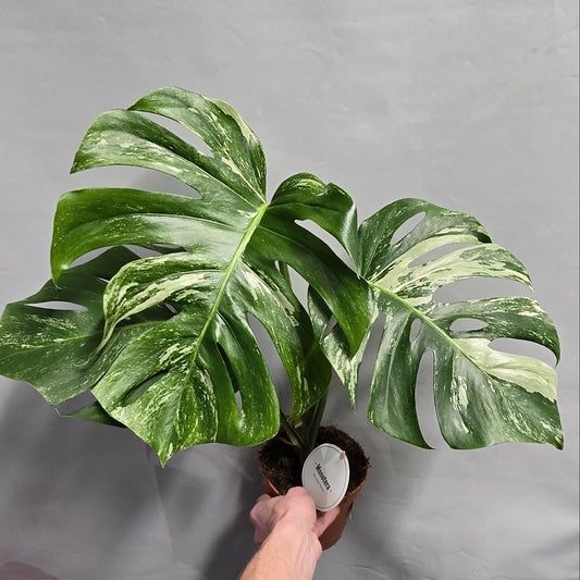 Monstera Albo Variegated