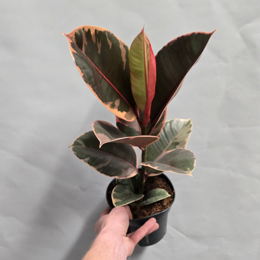 Ficus Belize Pink