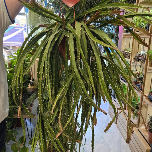 Large hanging Rhipsalis - Lepismium Pink