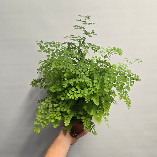Maidenhair Fern