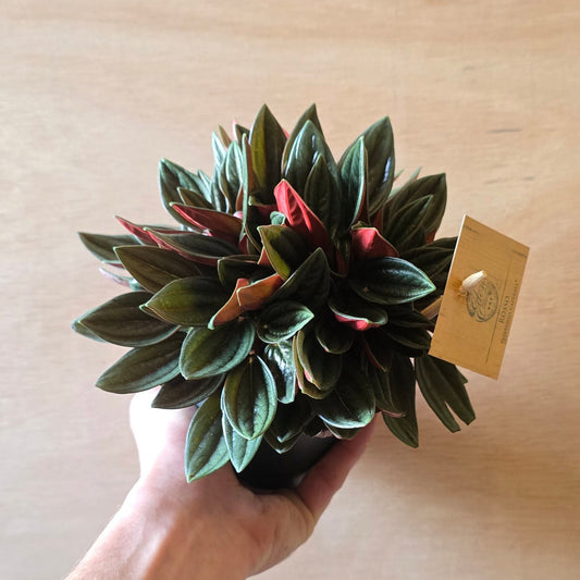 Peperomia Caperata Rosso