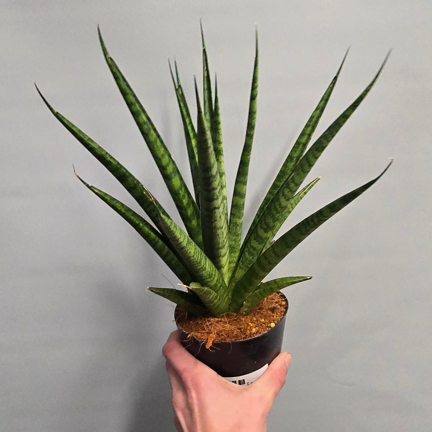 Sansevieria Trifasciata Pineapple