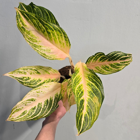 Aglaonema Pink Panama