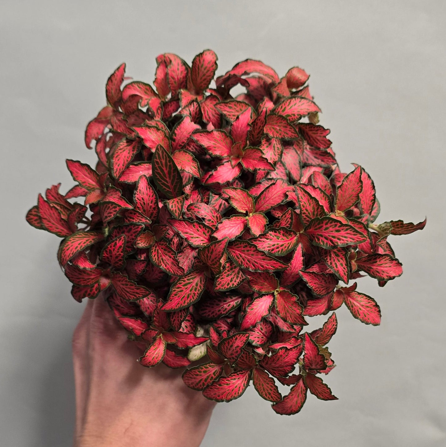 Large Fittonia - Mix