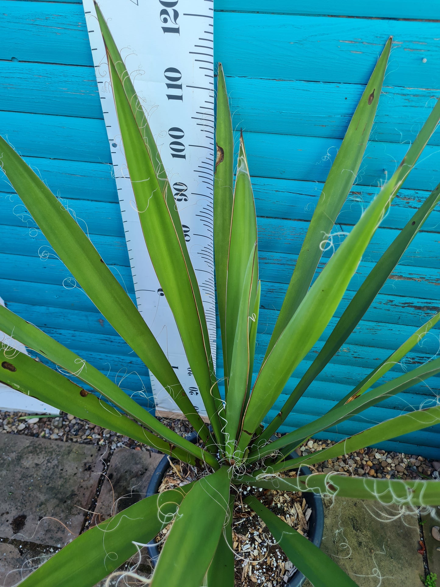 Yucca Faxoniana 30L