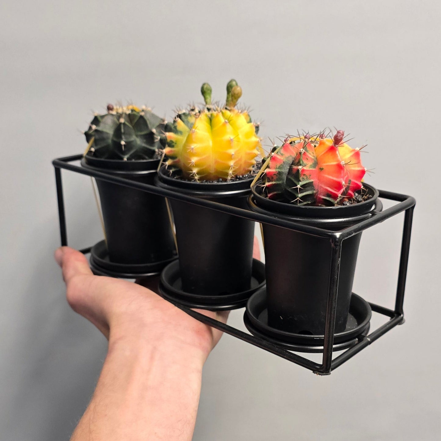 Gymnocalycum Mihanovichii Variegated Set of 3