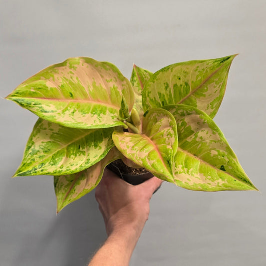 Aglaonema - Pink Pastella