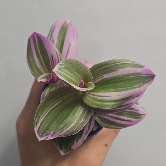 Mini Tradescantia