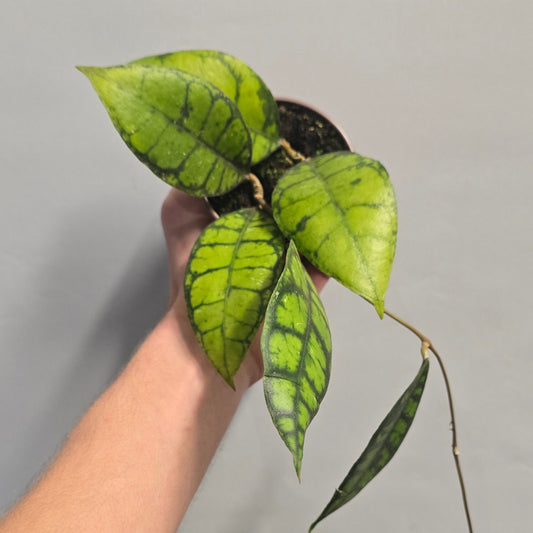 Hoya Callistophylla Black Cat