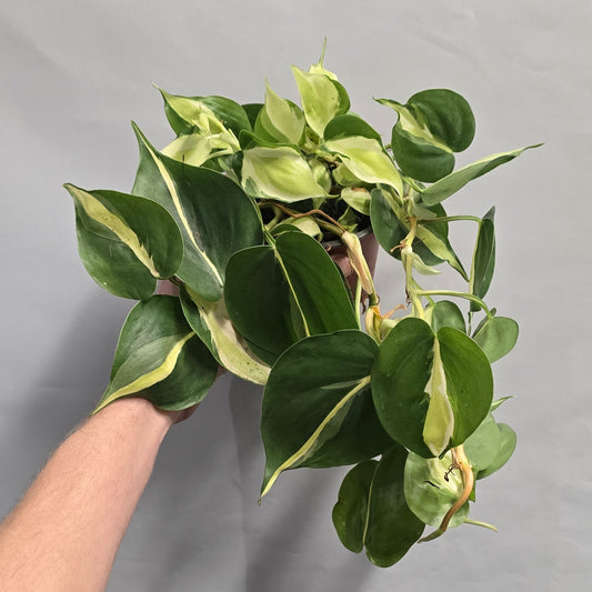 Philodendron Cream Splash