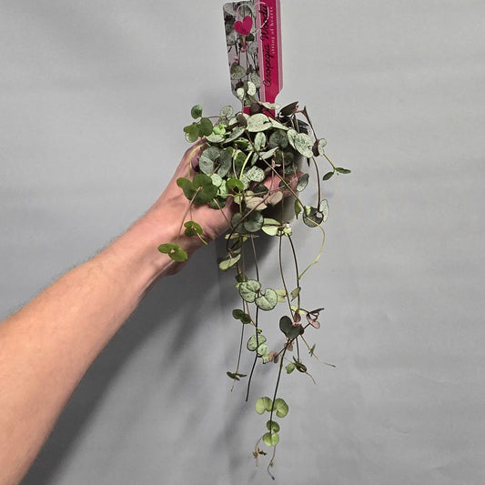 String Of Hearts - Silver Glory