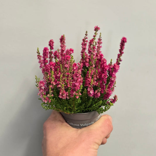 Mini - Calluna 'Dark Beauty Pink Heather'