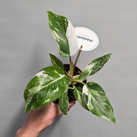 Philodendron - White Princess