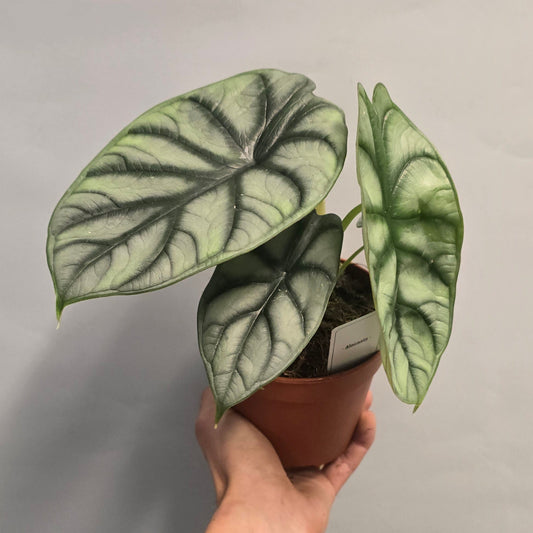 Alocasia Silver Dragon