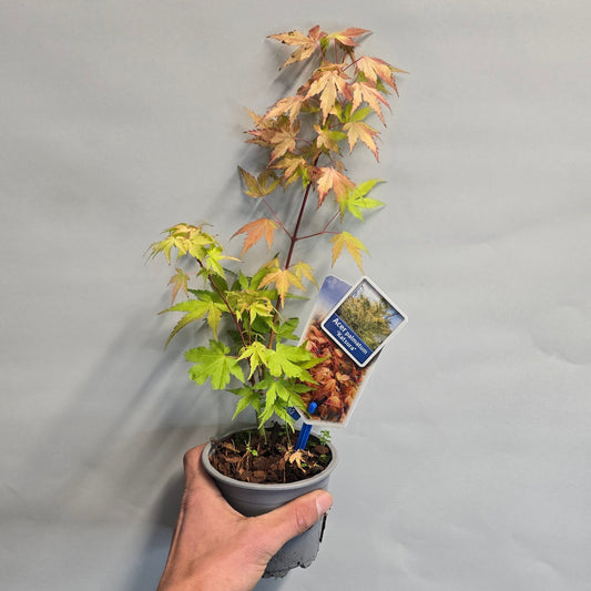 Acer Palmatum - Japanese Maple