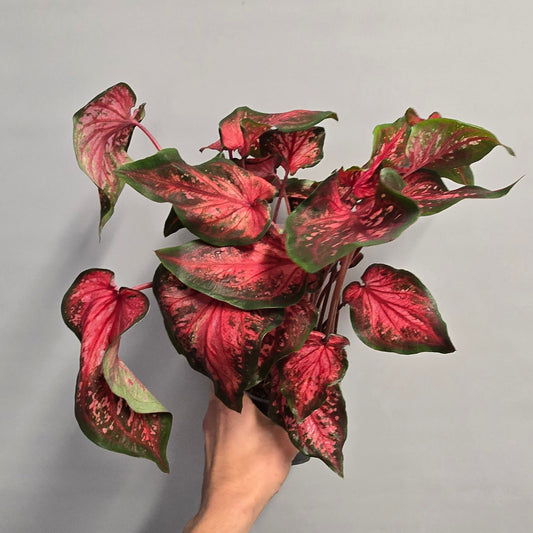 Caladium - Scarlet Flame