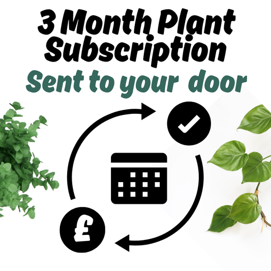 (Auction) 3 Month Plant Subscription